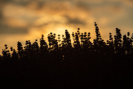Lavender field at sunset in Valensole, Provence, Franceの写真素材