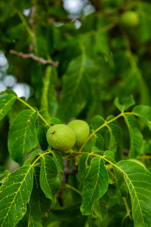 Green walnuts growing on a tree in the garden in summer.の写真素材