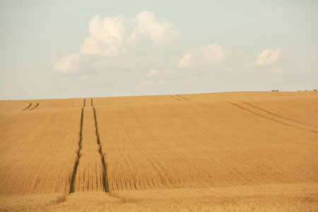 Wheat field and blue sky with white clouds. Rural landscape.の写真素材
