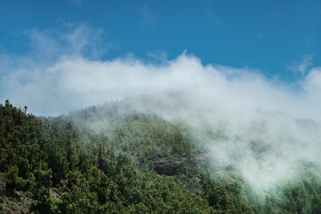 Mountain landscape with fog and pine trees in the foreground. Tenerifeの写真素材