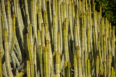 Cactuses in the Botanical Garden of Gran Canaria, Spain