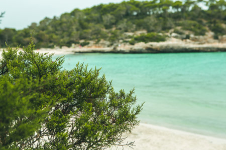 Beautiful beach with turquoise water and green trees in Sardiniaの写真素材