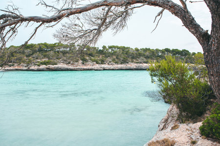Pine tree and turquoise sea in Sardinia, Italyの写真素材