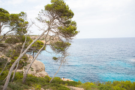Pine trees on the coast of Costa Brava, Catalonia, Spain