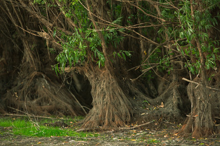 Roots of a tree with green grass on the ground in natureの素材