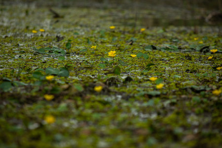 Marsh marigold flowers in the swamp. Early spring in the swamp.の写真素材