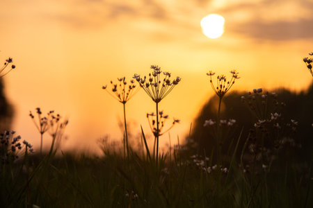Beautiful sunset in the meadow with flowers and grasses.