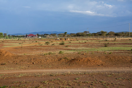 Agriculture in Africa, Kenya, Tanzania, Kenya,のeditorial素材