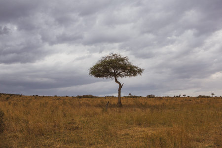 Lone acacia tree in Serengeti National Park, Tanzania