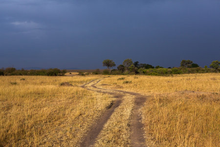 Dirt road in the savannah of Serengeti National Park, Tanzania