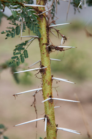 Close up of Acacia tree in Masai Mara National Park, Kenyaの写真素材
