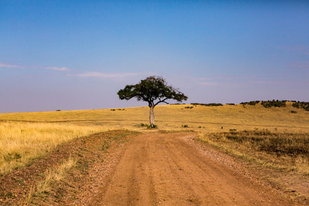 Lonely tree on a dirt road in Masai Mara National Park, Kenya