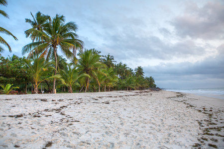 Coconut palm trees on the sandy beach in Sri Lanka.の写真素材