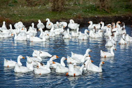 A flock of white geese swims in the water on a sunny day.の写真素材