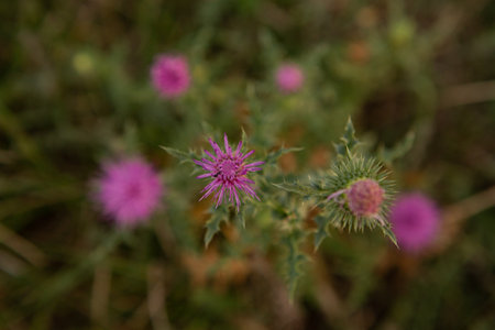 Purple thistle flowers on a meadow. Selective focus.の写真素材