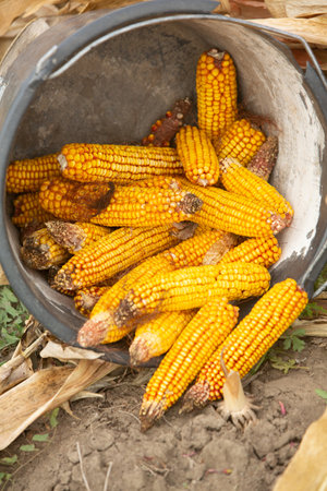 Close up of corn cobs in a bucket on the field.の写真素材