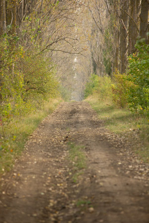 Autumnal road in the forest. Beautiful autumn landscape with trees.の写真素材