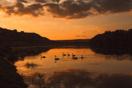 Beautiful sunset over the river with a flock of swans.の写真素材
