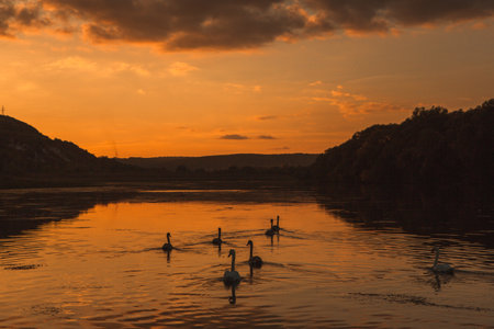 swans on the river at sunset, swans on the river, nature seriesの写真素材