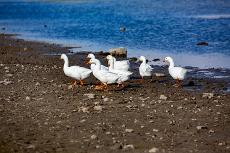 white geese on the shore of a lake in a sunny day
