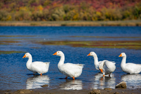 Group of white geese on the lake in autumn. Selective focus.の写真素材