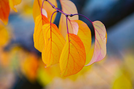 Autumn leaves on a tree in the forest, note shallow depth of fieldの写真素材