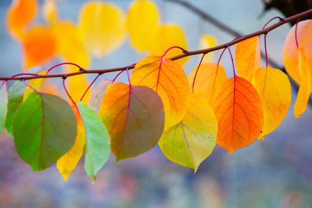 Colorful autumn leaves on a tree branch. Autumn background. Selective focus.の写真素材