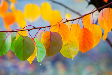 Autumn leaves on the branches of a tree. Autumn background.の写真素材