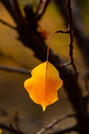 Autumn leaves on a branch in the forest. Autumn background.の写真素材