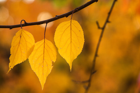 Autumn leaves on a tree branch with blurred background, shallow depth of fieldの写真素材