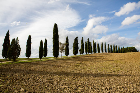 Typical Tuscany landscape with cypress trees. Italy.の写真素材