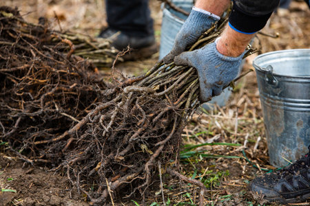 Hands of gardener with freshly harvested roots in the garden.の写真素材