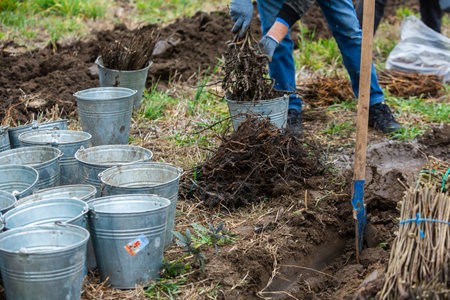 Farmer working in the garden, digging the soil for planting trees.の写真素材