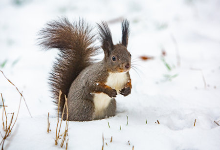 Squirrel in the snow with a nut in the winter forest.の写真素材