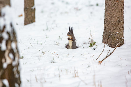 Squirrel in winter forest. Sciurus vulgaris. Wild animal.の写真素材