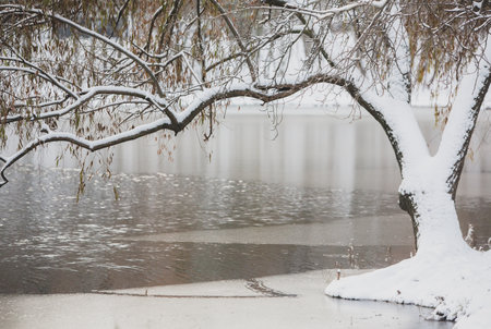 Winter landscape with snow-covered trees and lake in the park.の写真素材