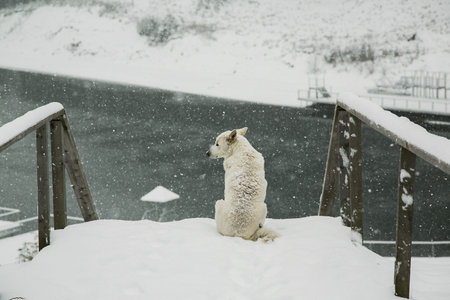 White labrador retriever dog sitting on the bridge in winter.