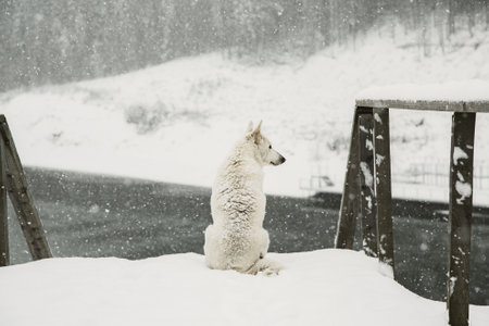 Samoyed dog sitting on the bridge in the snowfall.の写真素材