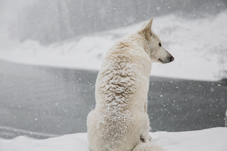 Samoyed dog sitting on the snow in winter. Snowfall.