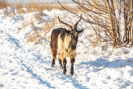 goat on the snow in the winter, closeup of photoの写真素材