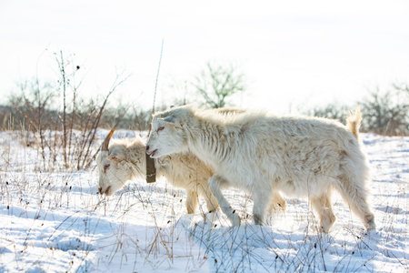 Two white goats are playing in the snow in the winter forest.