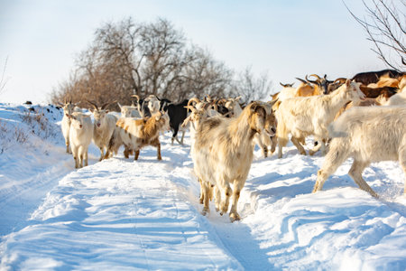 Herd of goats in the winter on the background of blue skyの写真素材