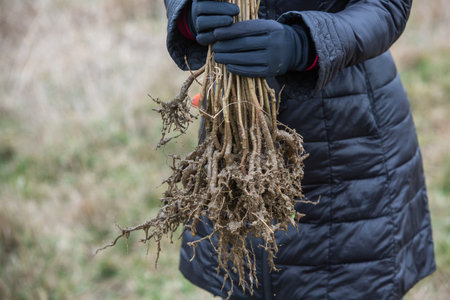 A young woman holds a bunch of roots in her hands. Close-up.の写真素材