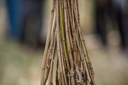 Planting trees. Tree saplings ready to be planted in the beautiful forest. Care for the environmentの写真素材