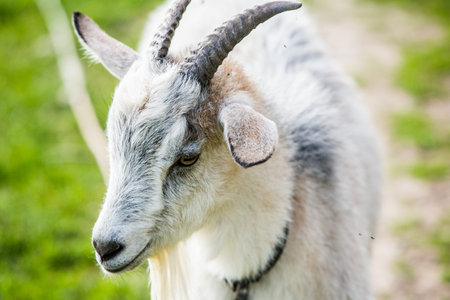 Close up of a white goat with long horns on a green meadow