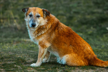Portrait of a red dog sitting on the grass in the park