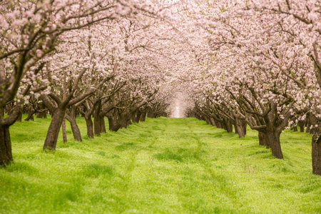 Blossoming trees in an orchard in springtime, France