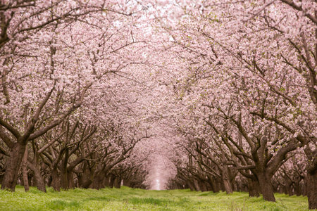 Cherry blossoms in full bloom in an orchard in springの写真素材