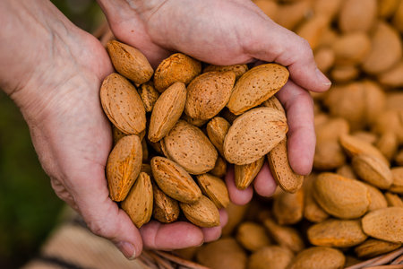Close up of hands holding a basket full of shelled almonds.