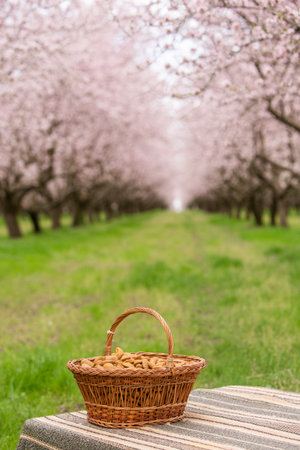 Basket with almond nuts on a table in a blooming gardenの写真素材